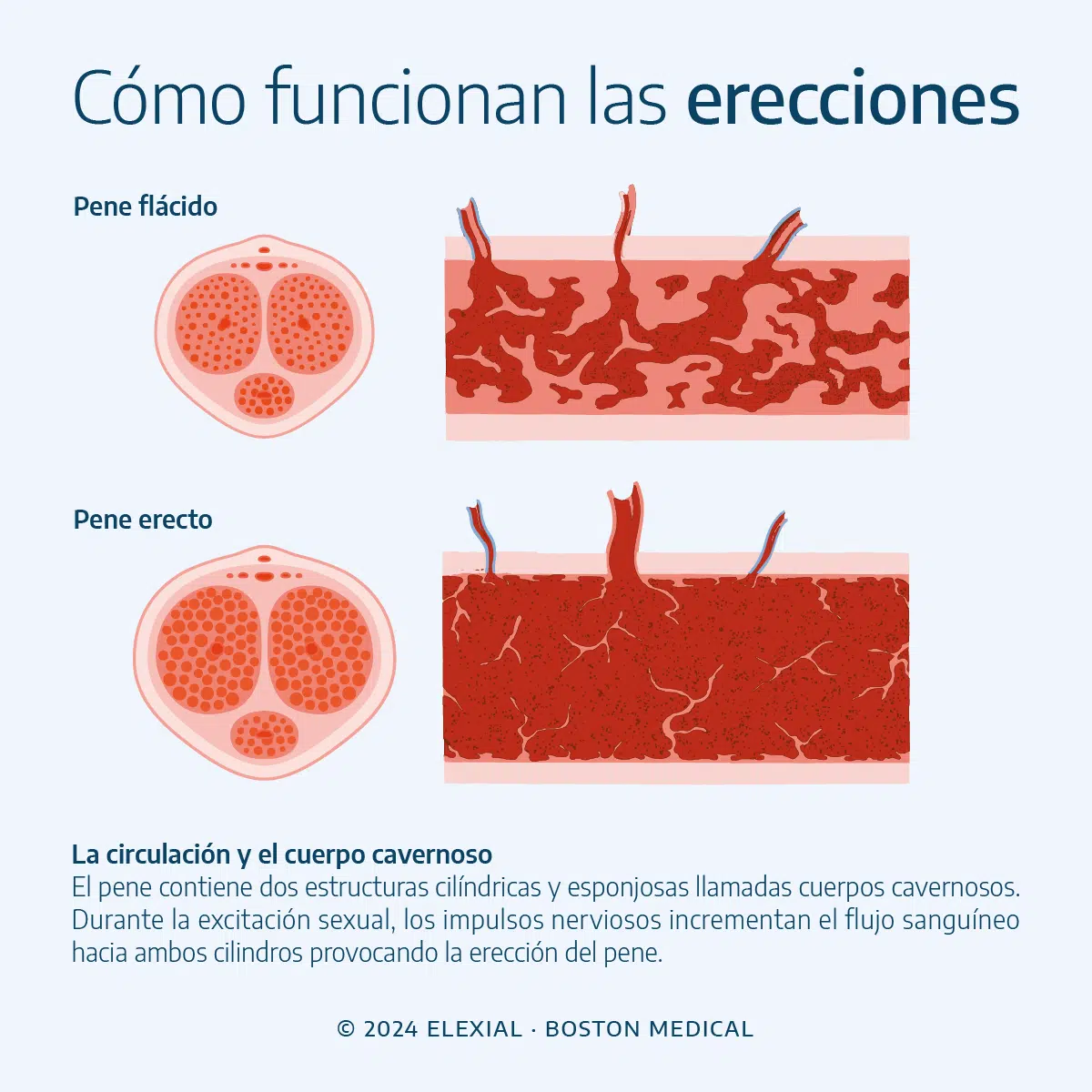 Ilustración que compara el flujo de sangre en el pene flácido y pene erecto.